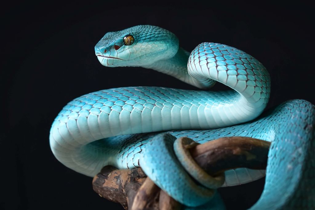 Niebieski wąż wyspowy