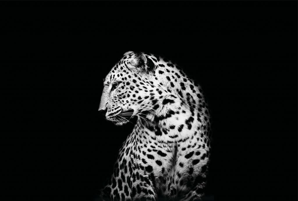 Dark Leopard