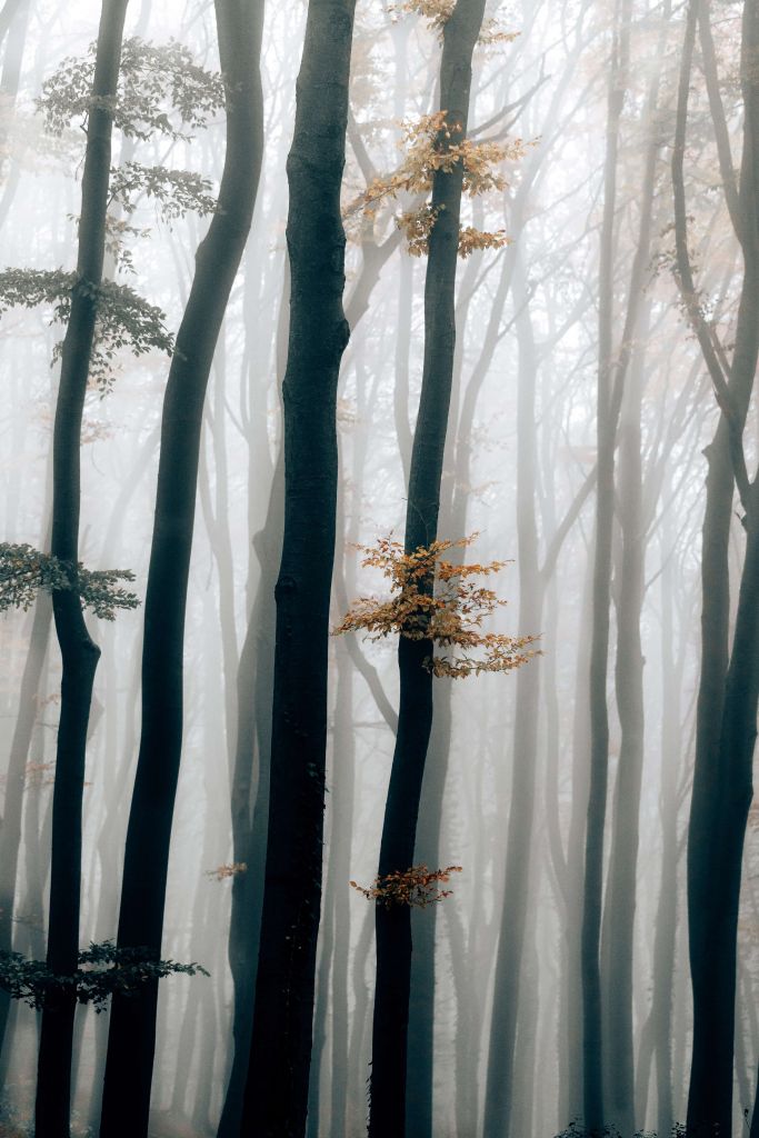 Mgła w lesie bukowym