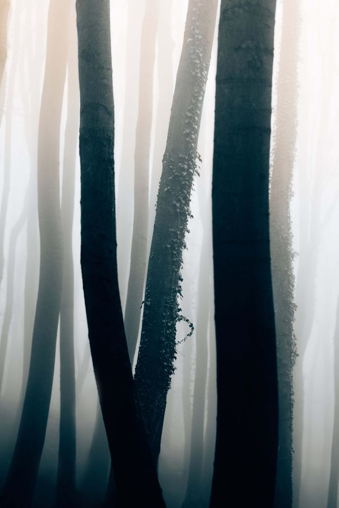Mgła w lesie bukowym