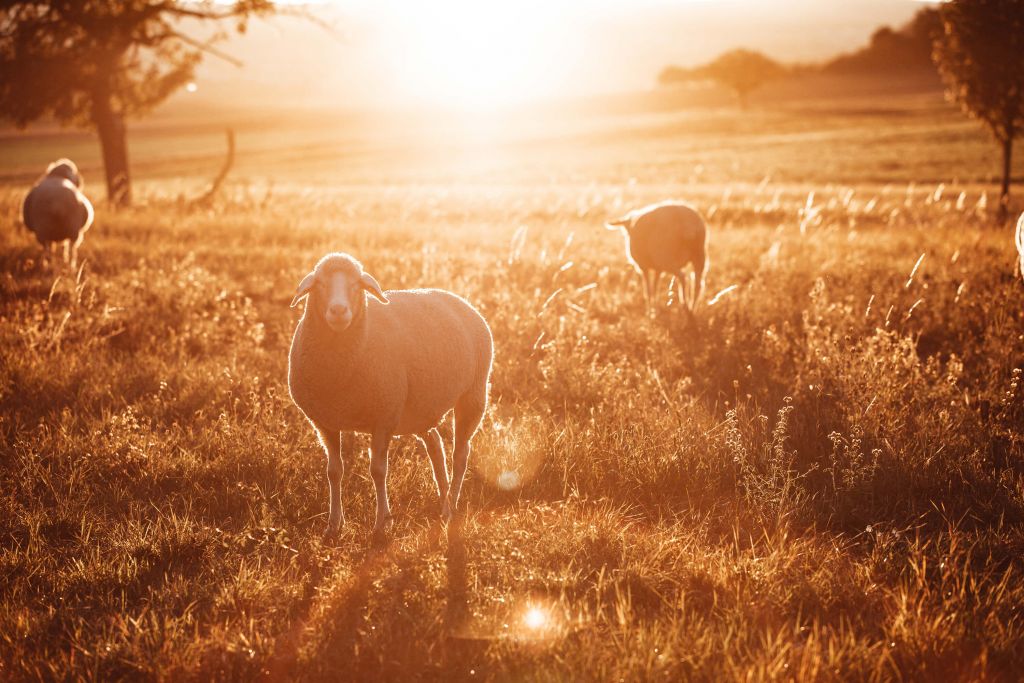 Owce na pięknym pastwisku