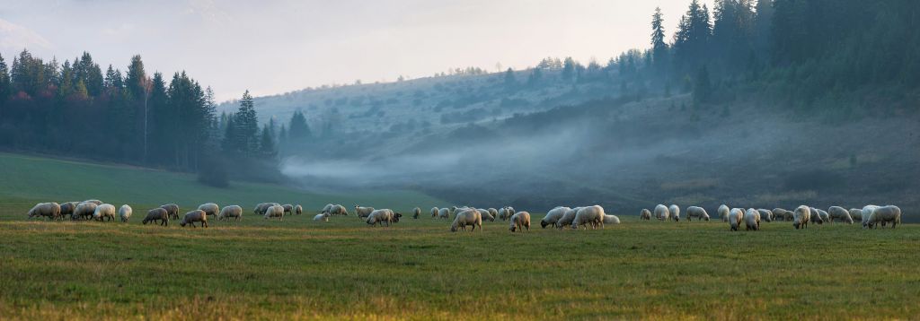 Stado owiec z mglistym krajobrazem