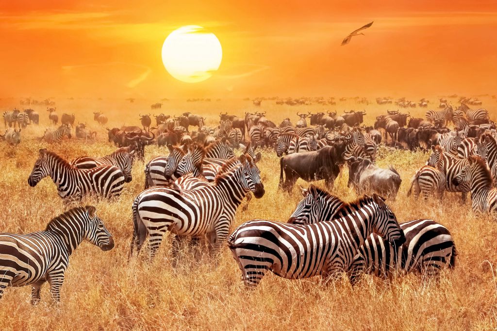 Słońce sawanny z zebrami