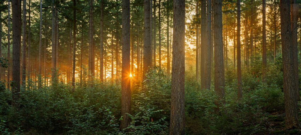 Promienie słońca w lesie iglastym