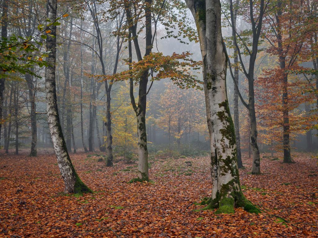 Jesienny las brzozowy