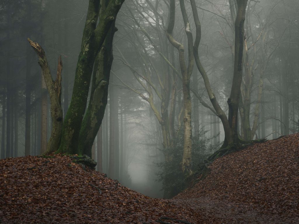 Ścieżka przez tajemniczy las