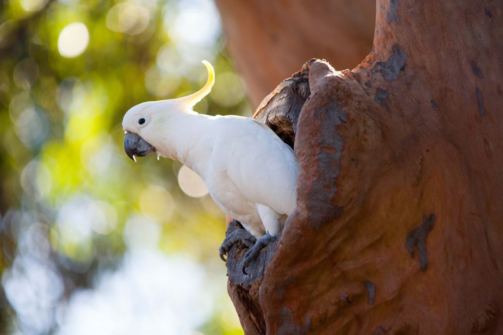 Kakadu w dziupli drzewa