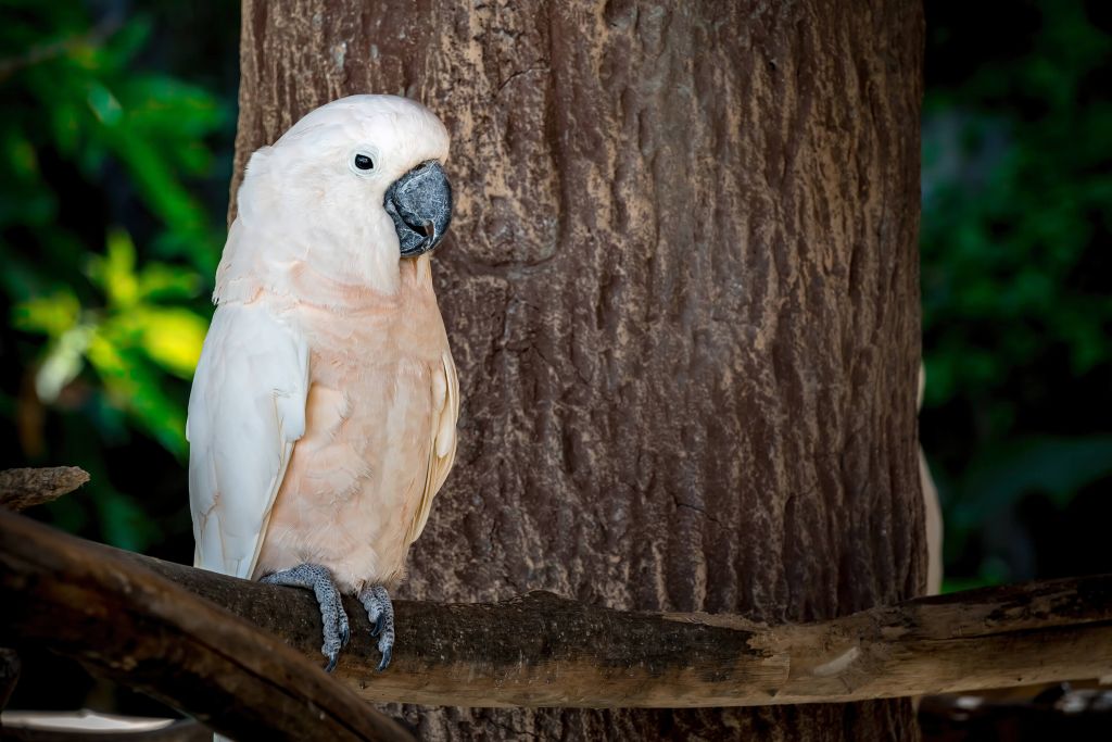 Cockatoo odpoczywający na drzewie