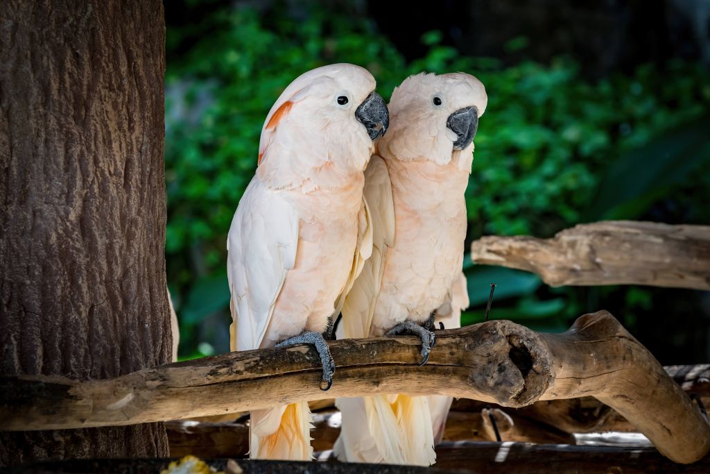 Jasnoróżowy cockatoo para