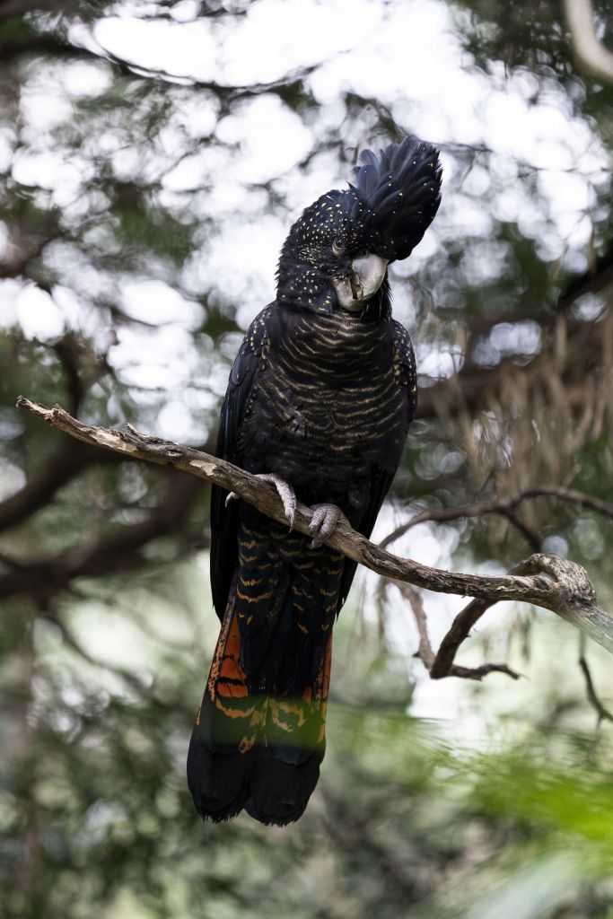 Czarny kakadu na drzewie