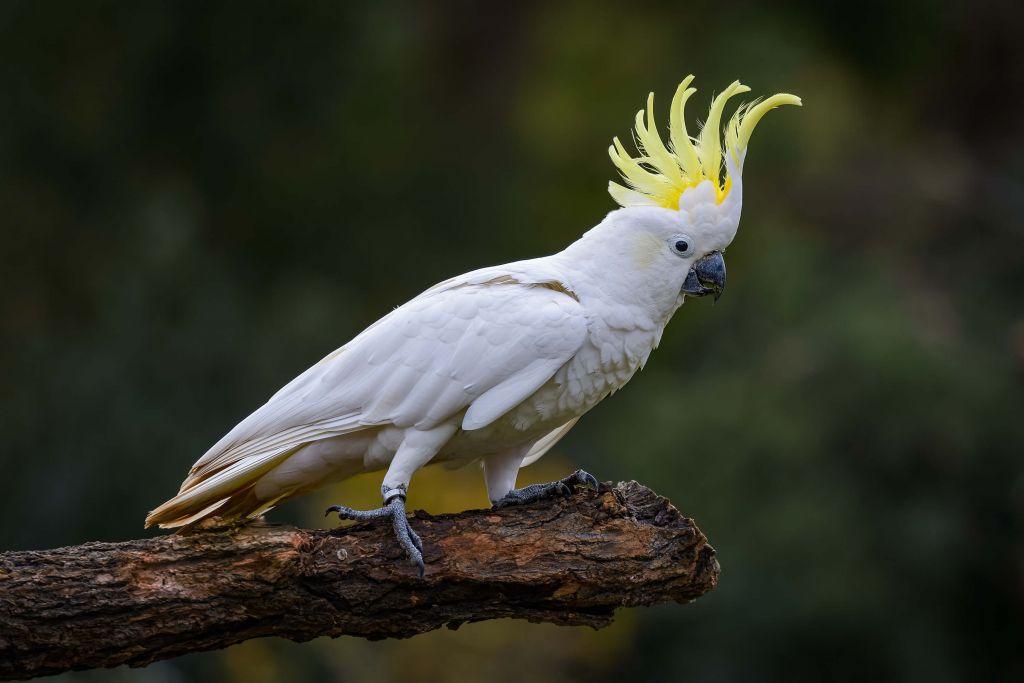 Biały kakadu na gałęzi