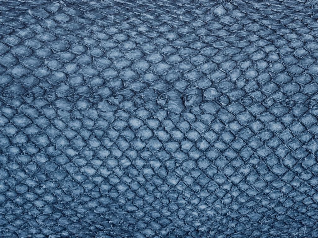 Tekstura skóry łososia w kolorze niebieskim