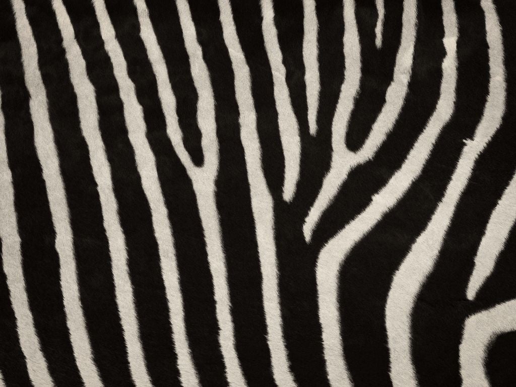 Futro zebry