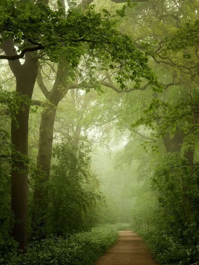 Leśna ścieżka we mgle