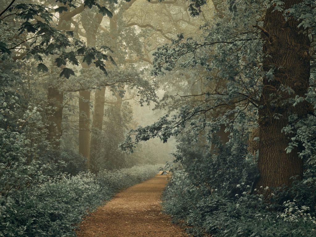 Ścieżka przez las z mgłą