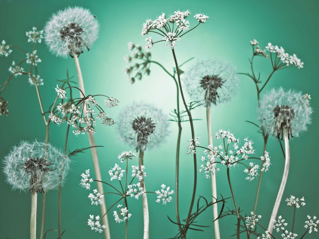 Łąka fantazyjny turkus