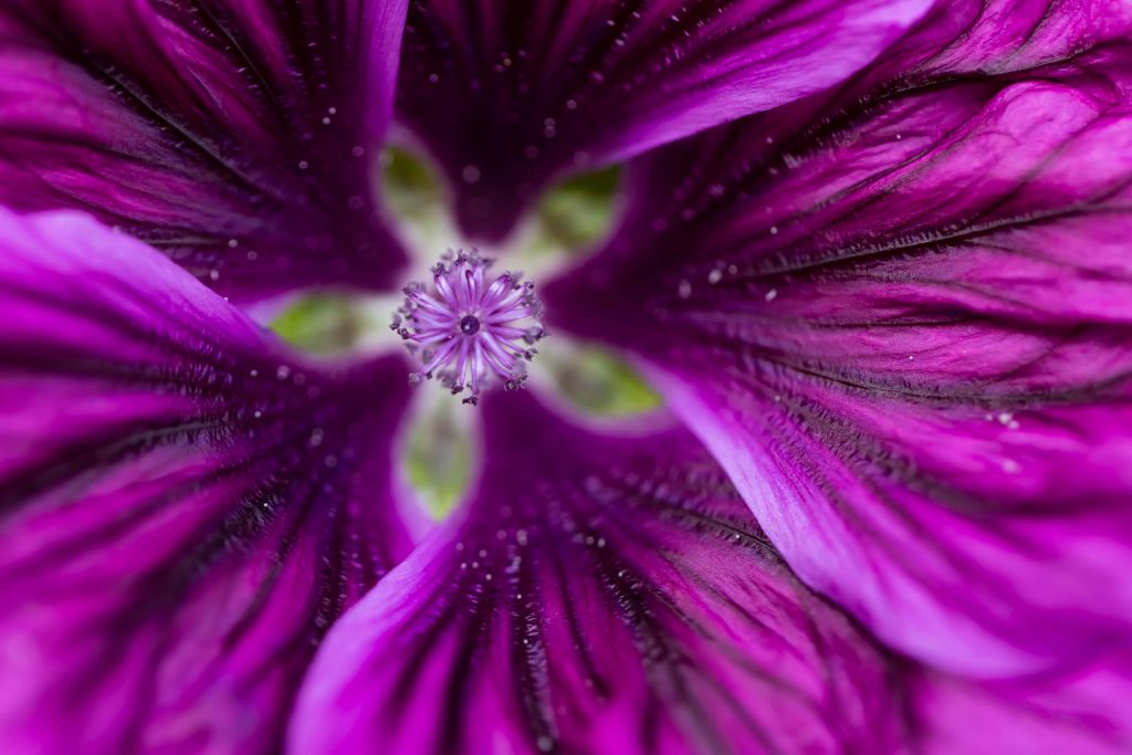 Kwiat kalejdoskopu