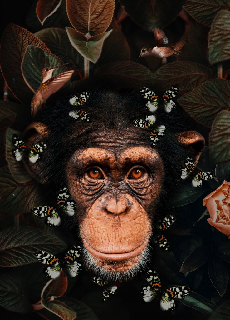 Tropical Chimpanzee Portret