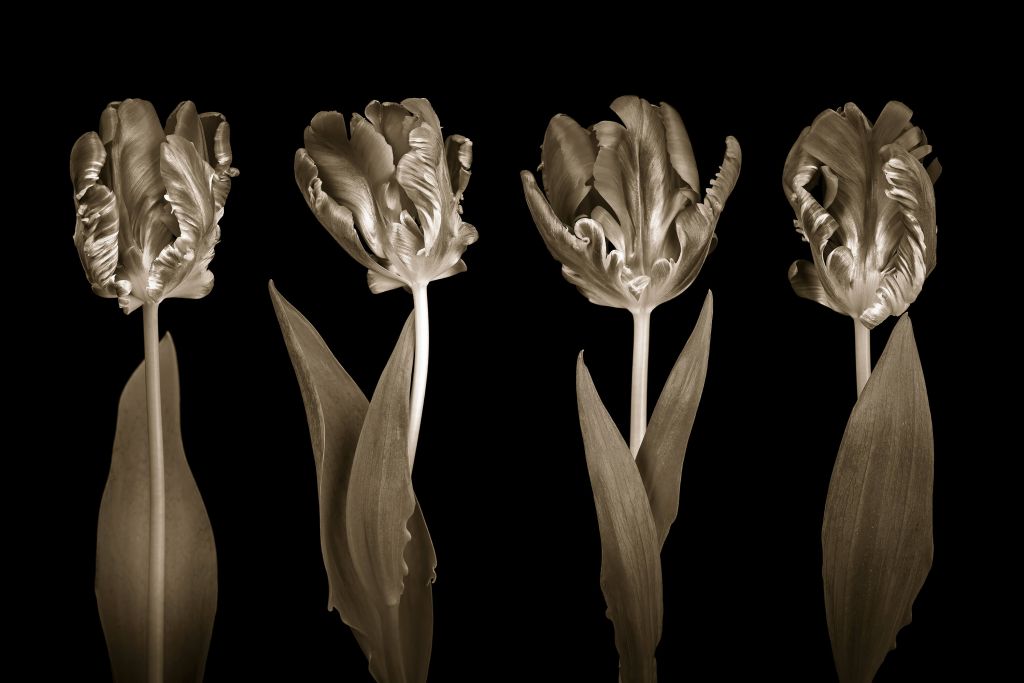 Rokokowe tulipany