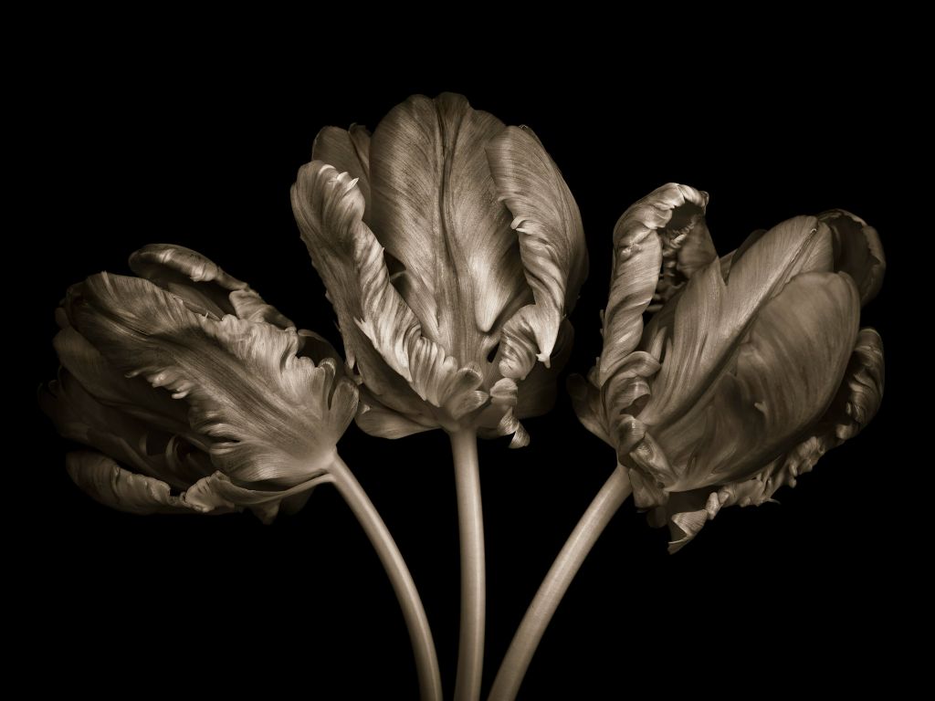 Trzy rokokowe tulipany