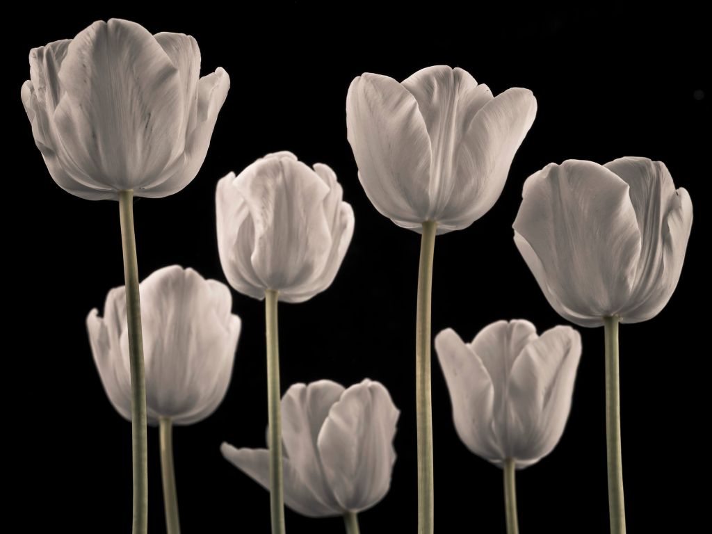 Różne tulipany