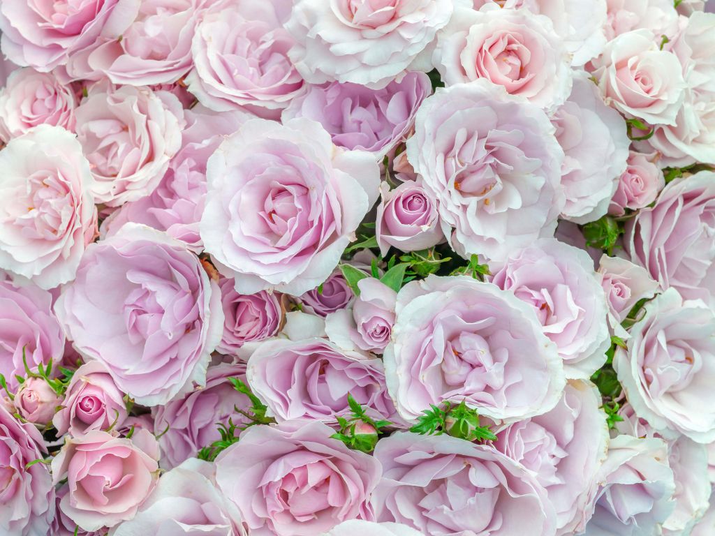 Kolorowe róże białe i różowe