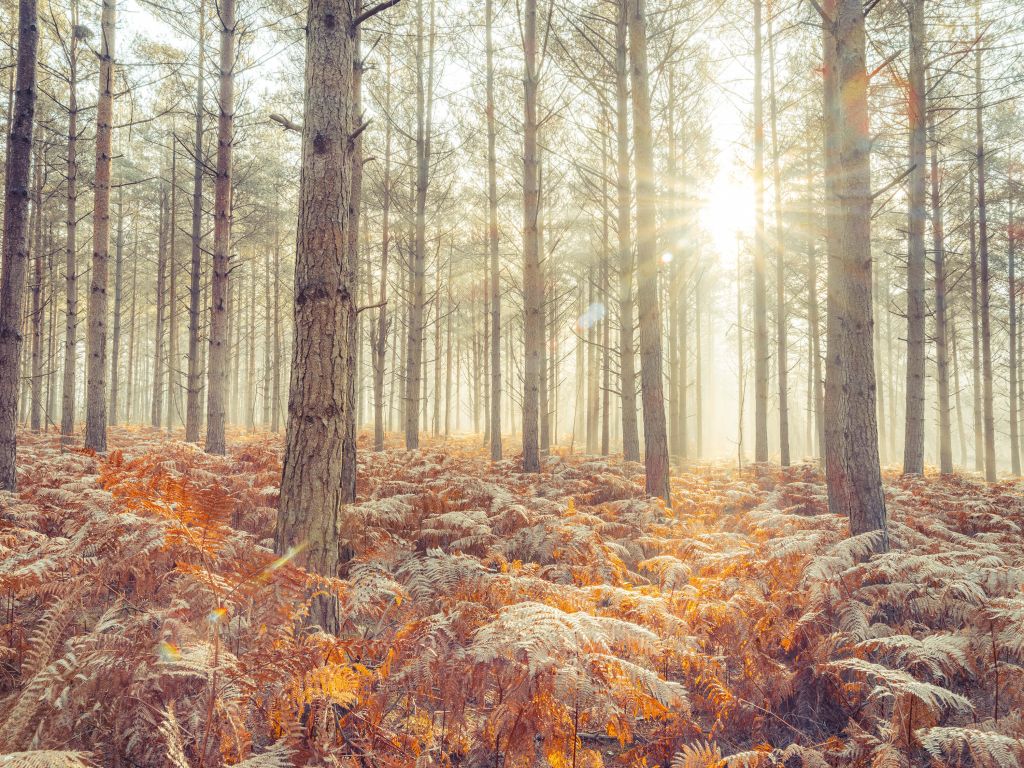 Promienie słońca przez zimne drzewa