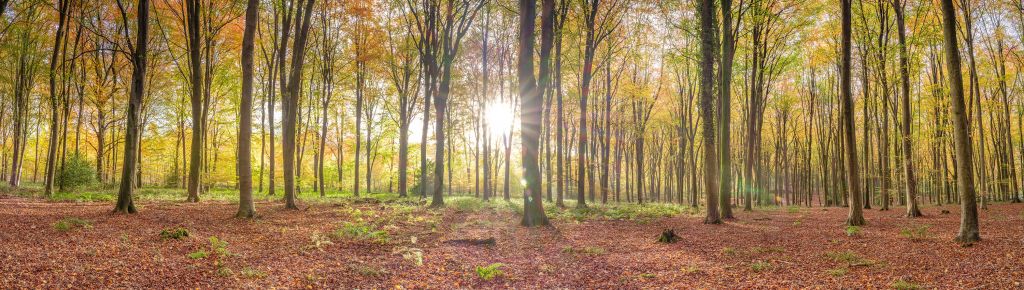 Światło słoneczne przez jesienny las