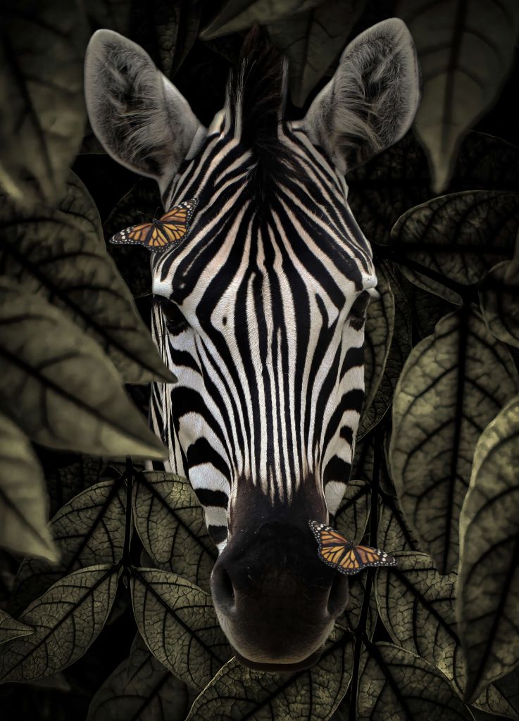 Portret zebry w dżungli
