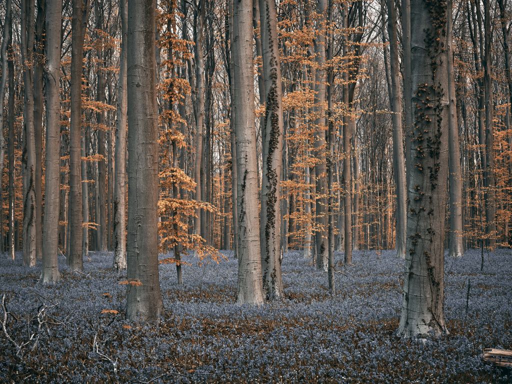 Las z pastelowymi odcieniami