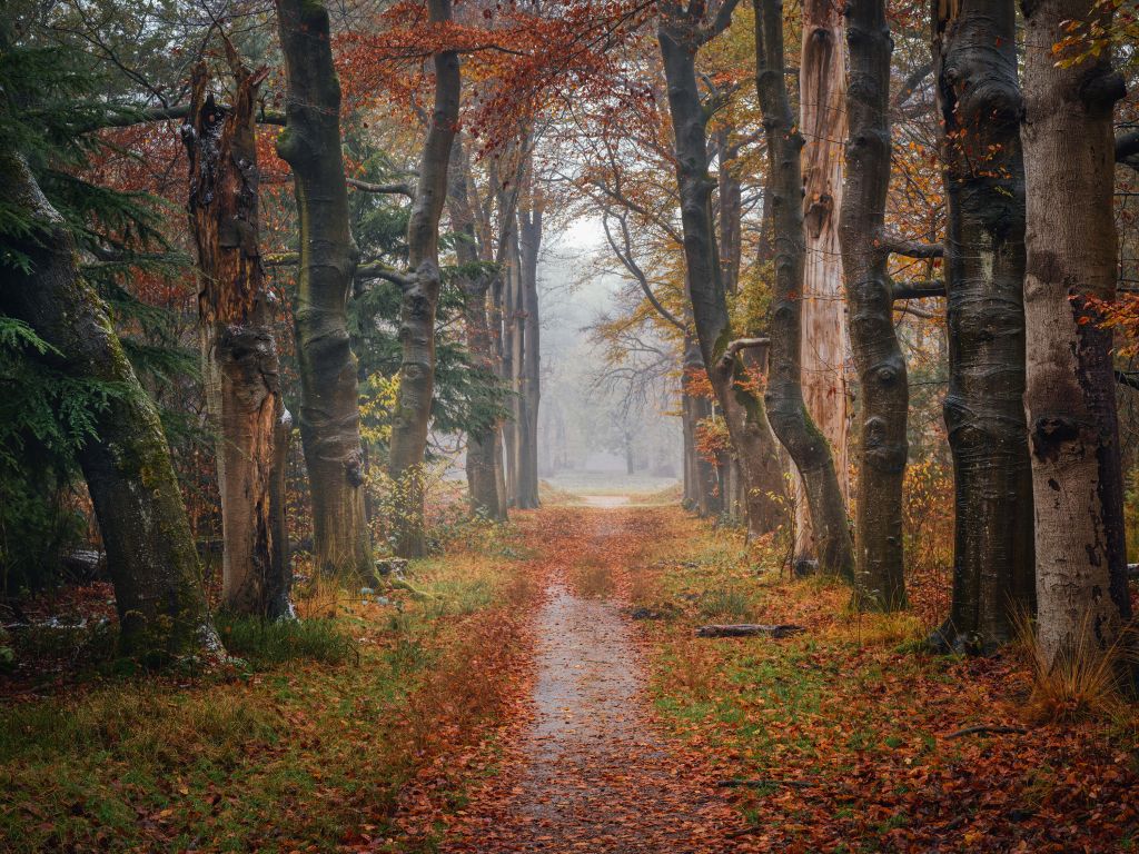 Leśna ścieżka ze starymi drzewami