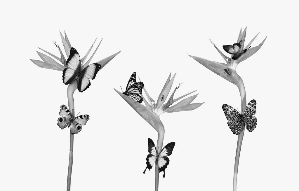 Motyle na rajskich kwiatach