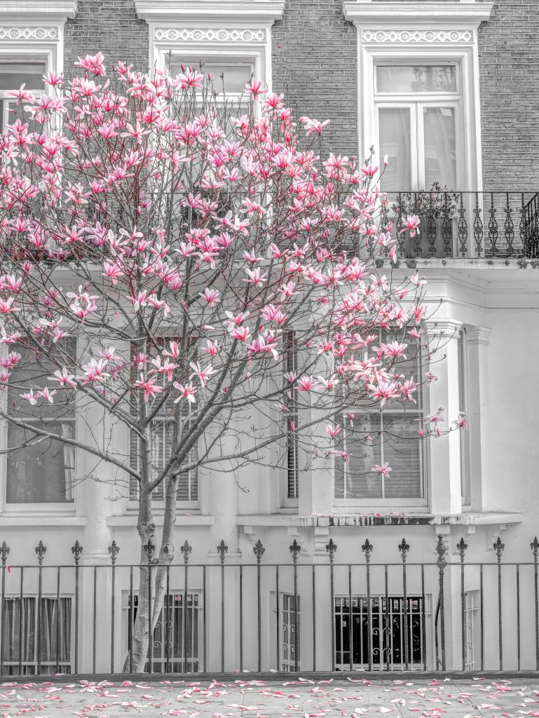 Kwitnące drzewo magnolii