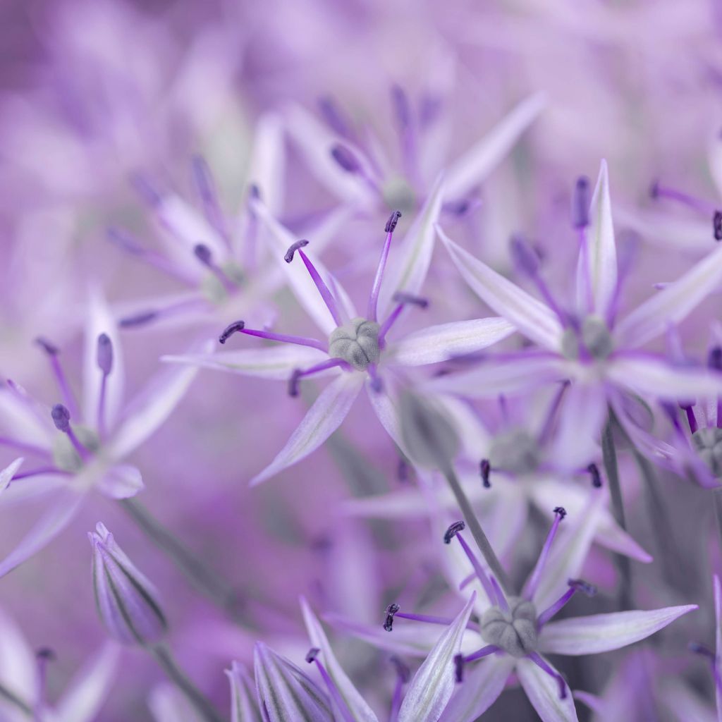 Fioletowe kwiaty allium
