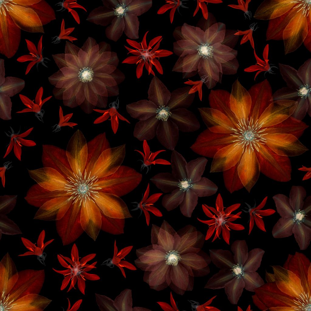 Czerwone kwiaty clematisa
