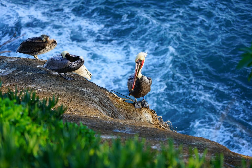 pelikany kalifornijskie