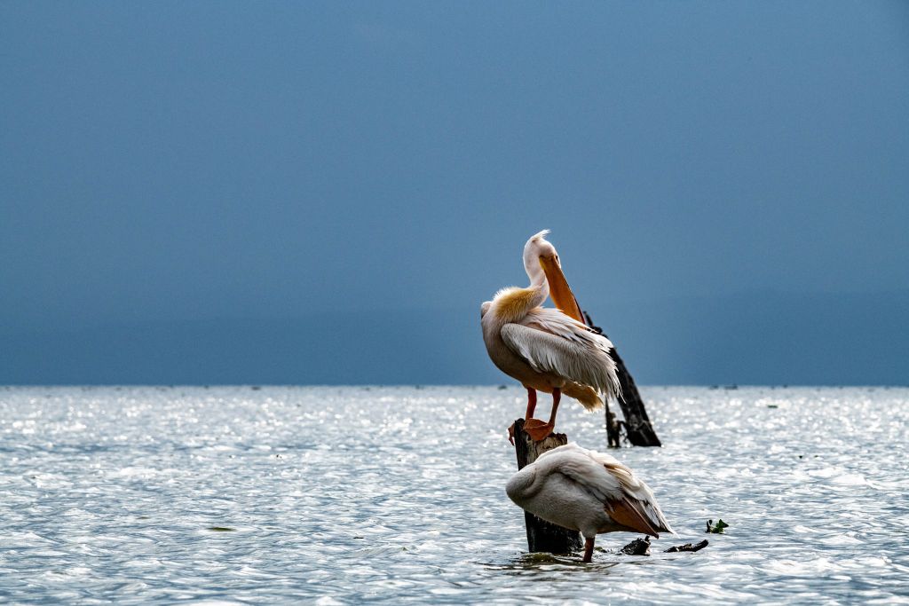 Różowe pelikany