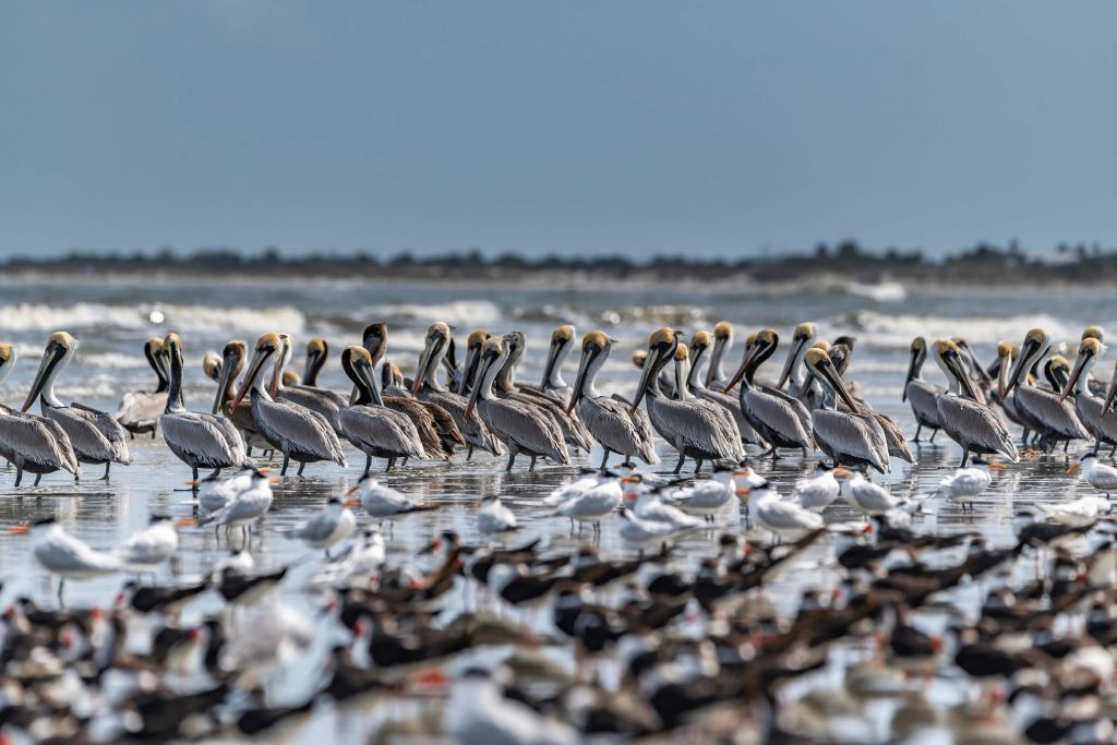 Grupa pelikanów