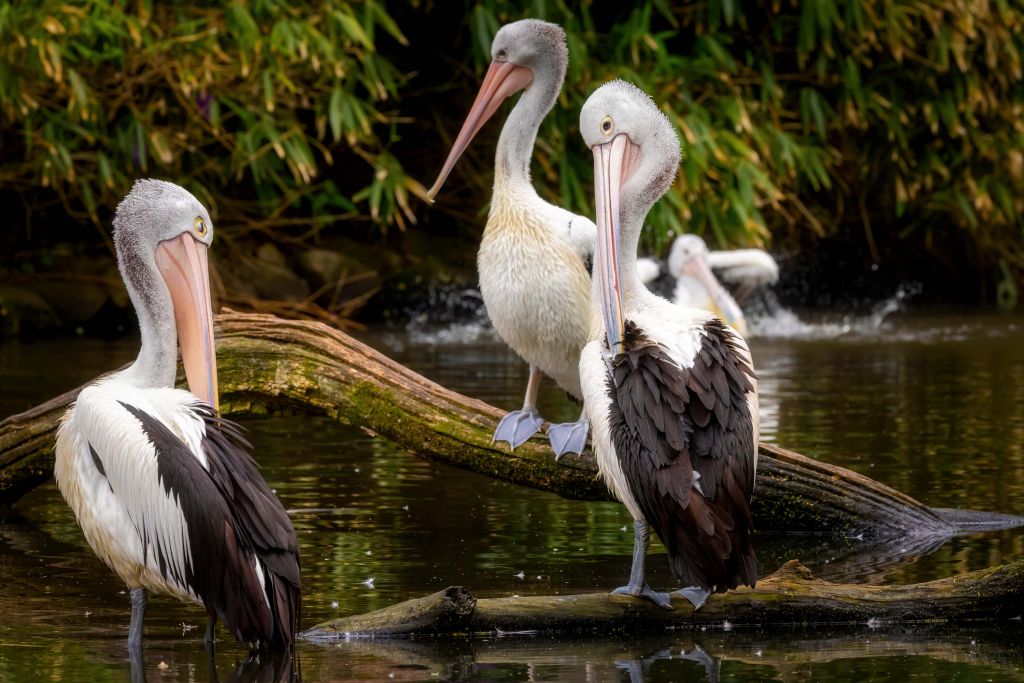 pelikany australijskie