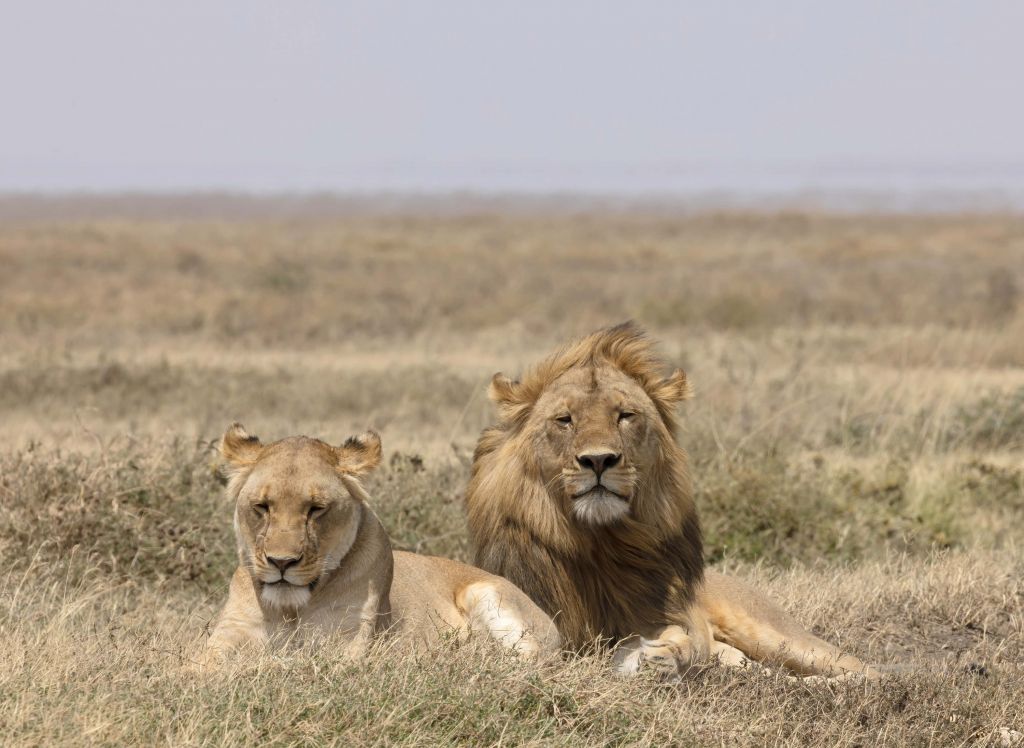 Lew i lwica na sawannie