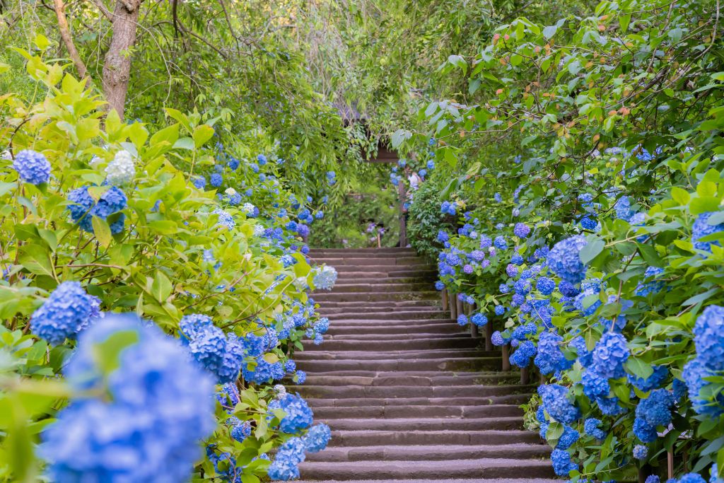 Niebieskie kwiaty w parku