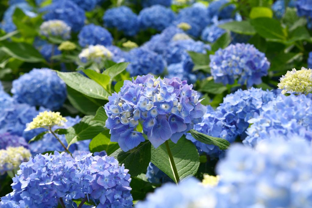 Kwitnące niebieskie hortensje