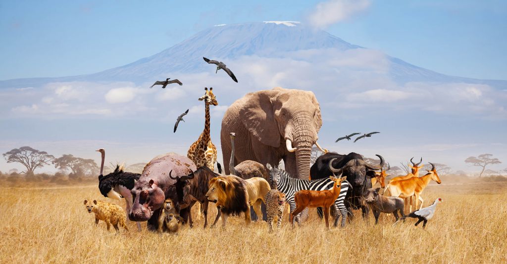 Zwierzęta afrykańskie na Kilimandżaro