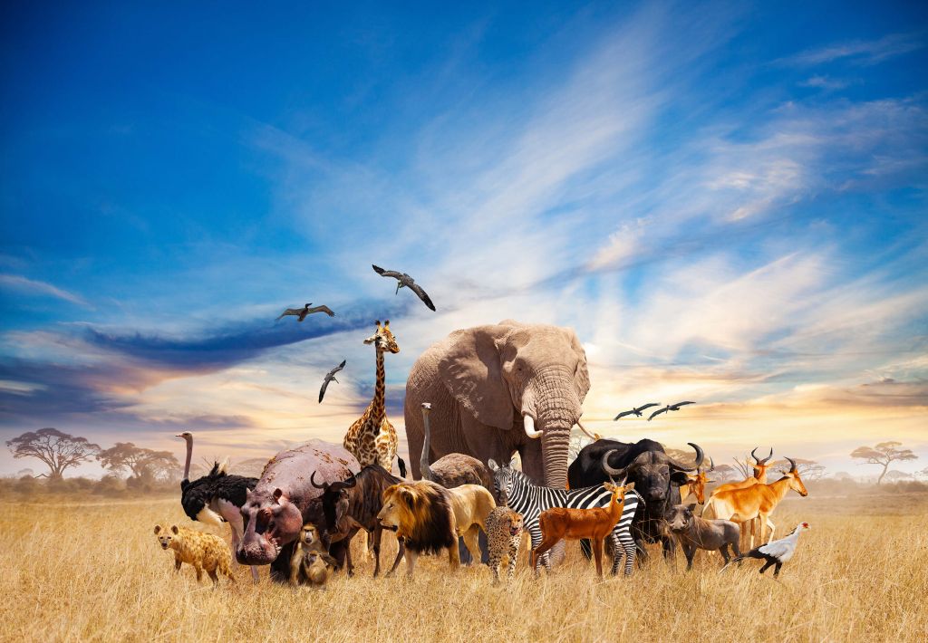 Grupa zwierząt afrykańskich