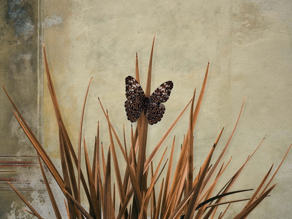 Motyl przy starej ścianie
