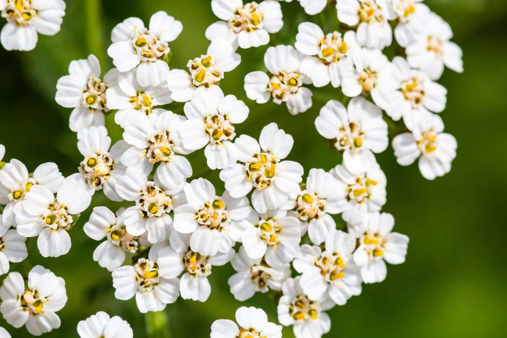 Małe białe kwiatki