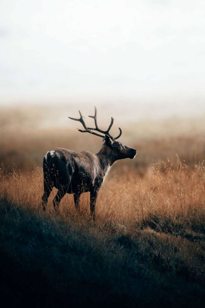 Renifer w wysokiej trawie