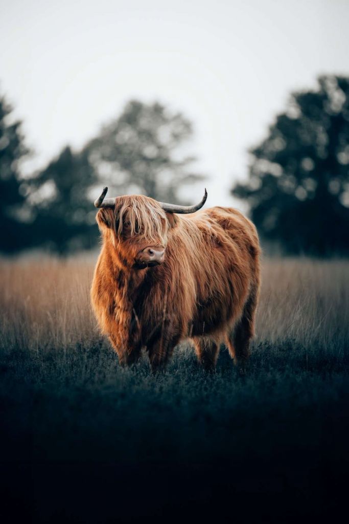Portret góralskiego bydła