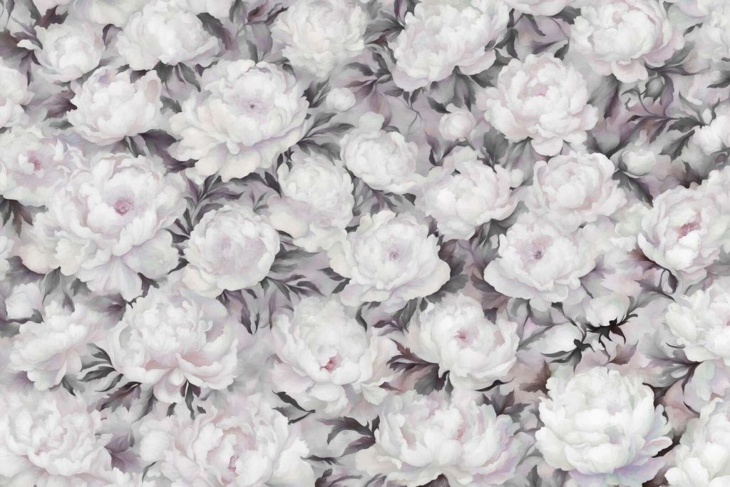 Ściana Peonii Czarna