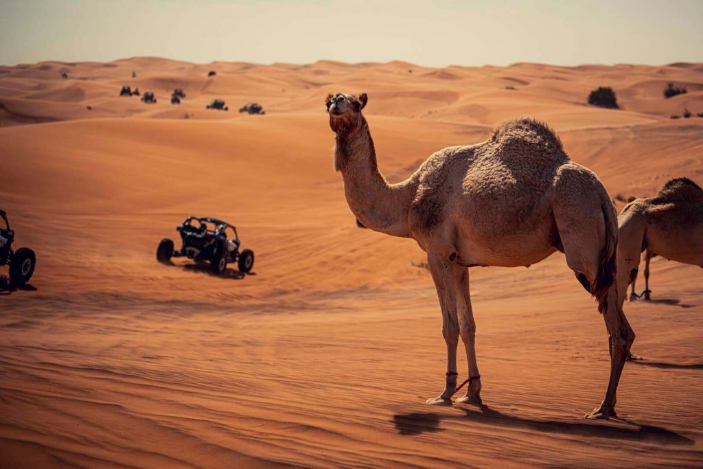 Przygoda offroad na pustyni